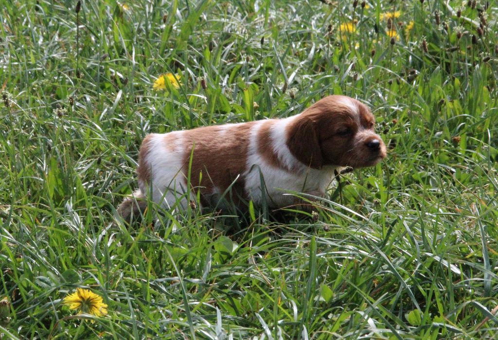 De la plaine marat - Autre fils de Maddie et Oscar des Bois de Gland