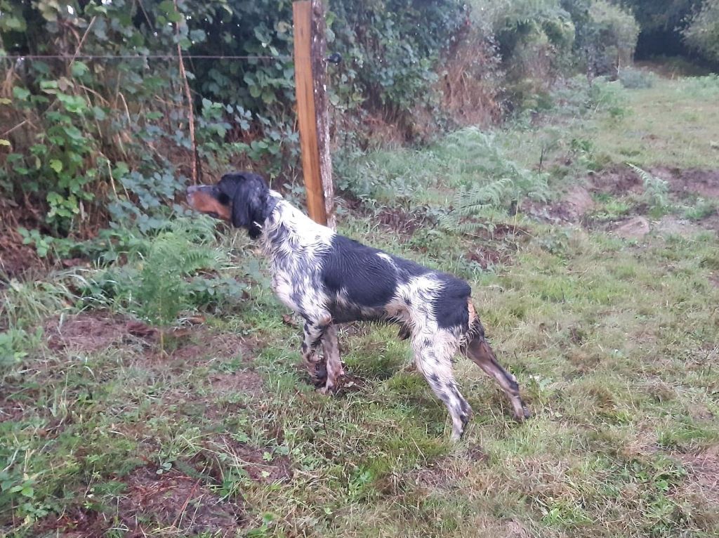 De la plaine marat - Débuts de chasse très prometteurs pour Rioja...