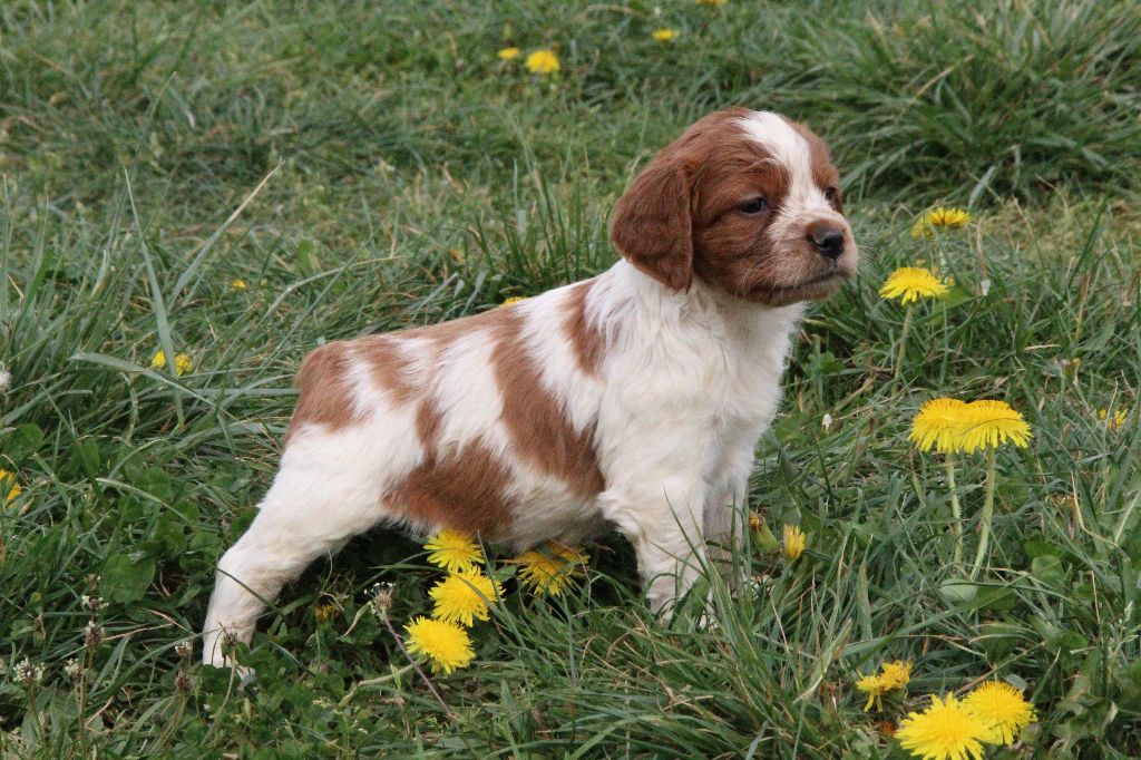 De la plaine marat - Fils de Maddie et Oscar des  Bois de Gland