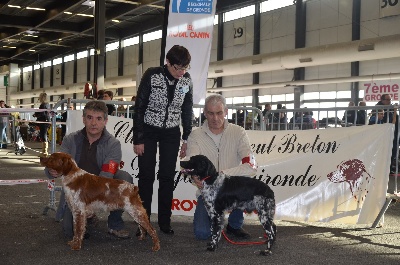 De la plaine marat - Expo de Bordeaux ( Super spéciale de race), le 19/01/2014