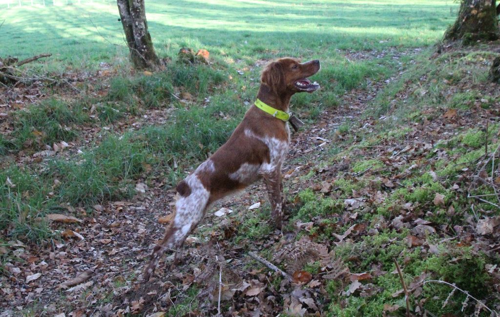 De la plaine marat - Olive des Bois de Gland soeur de Oscar