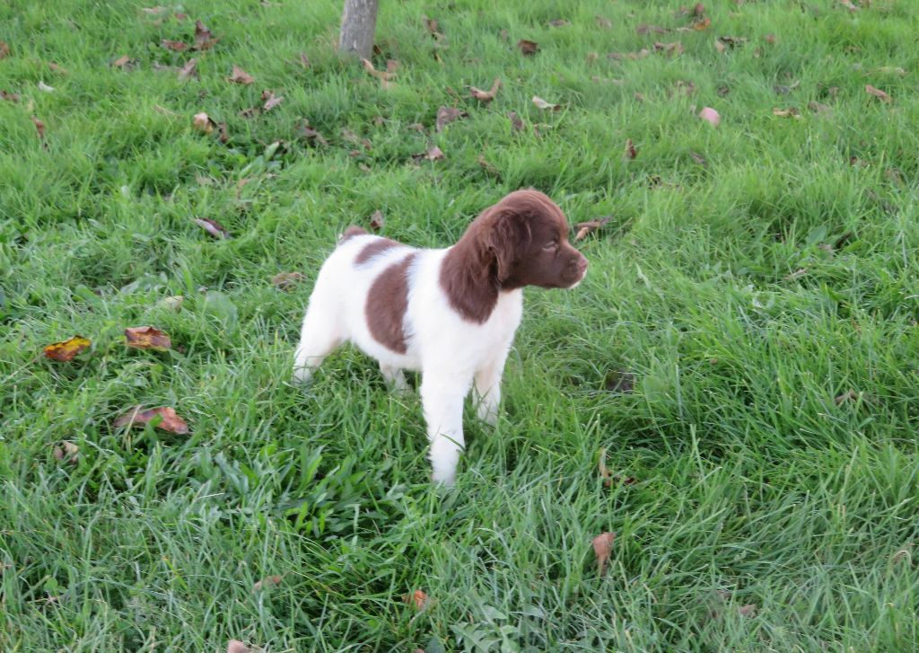 De la plaine marat - Chiot disponible  - Epagneul Breton