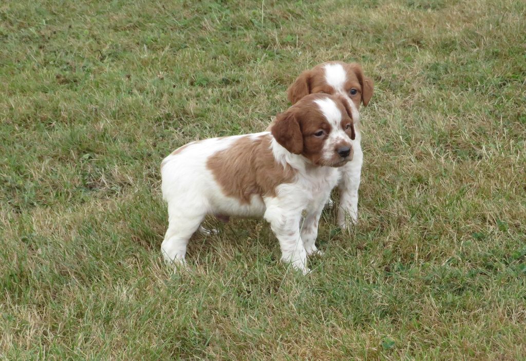 De la plaine marat - Chiot disponible  - Epagneul Breton