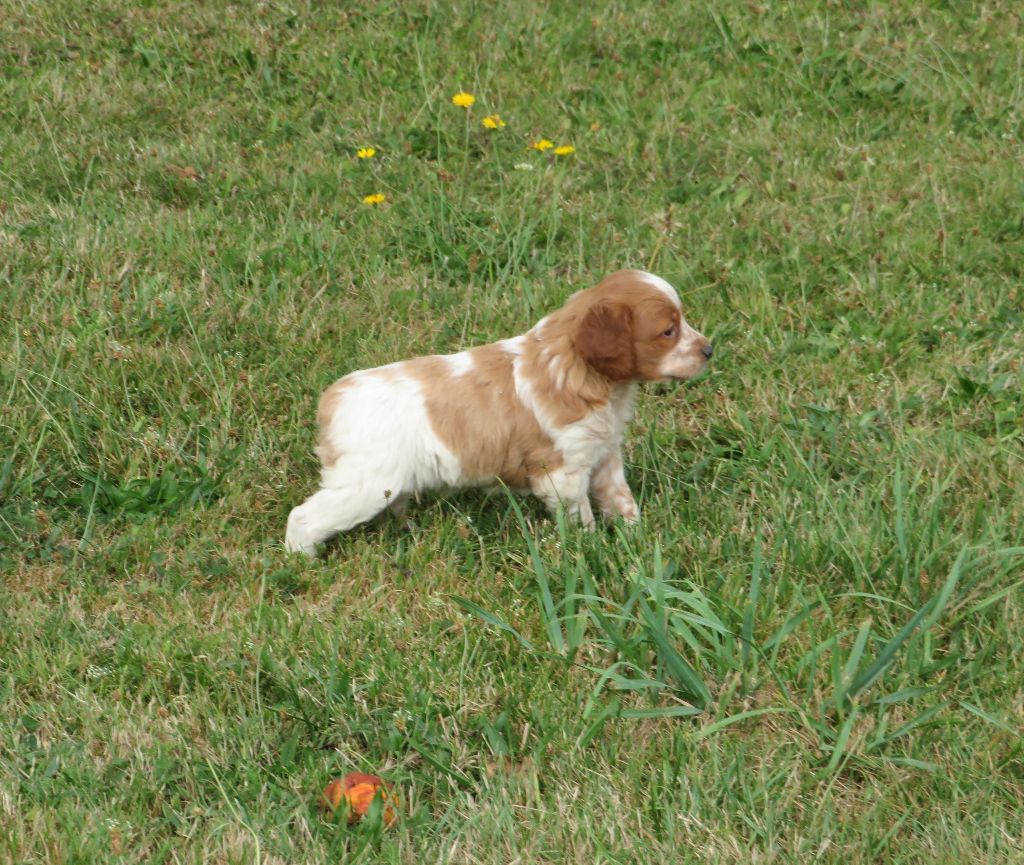 De la plaine marat - Chiot disponible  - Epagneul Breton