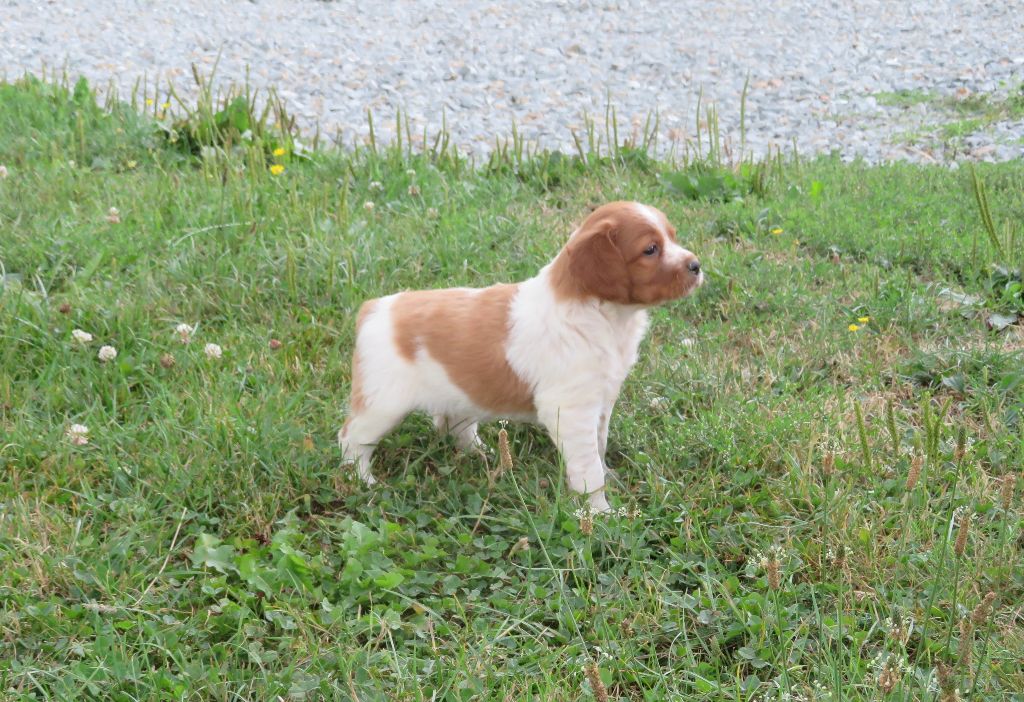 De la plaine marat - Chiot disponible  - Epagneul Breton