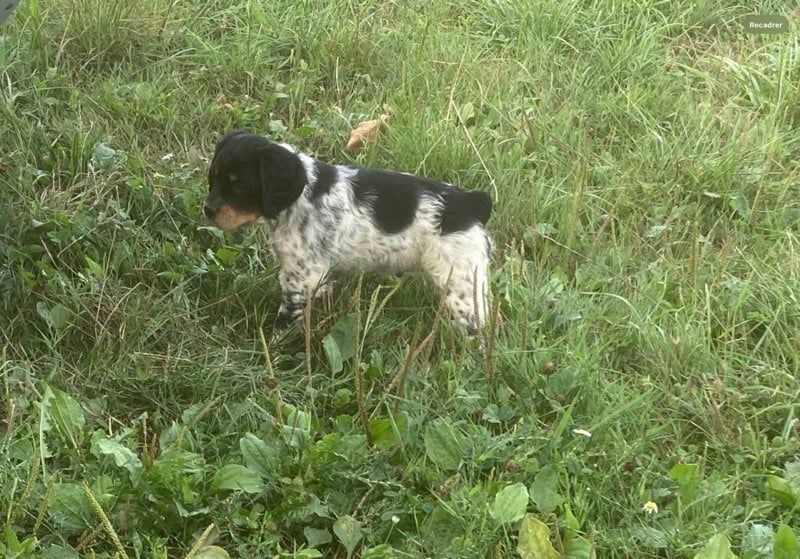 Accueil - Elevage De la plaine marat - eleveur de chiens Epagneul Breton