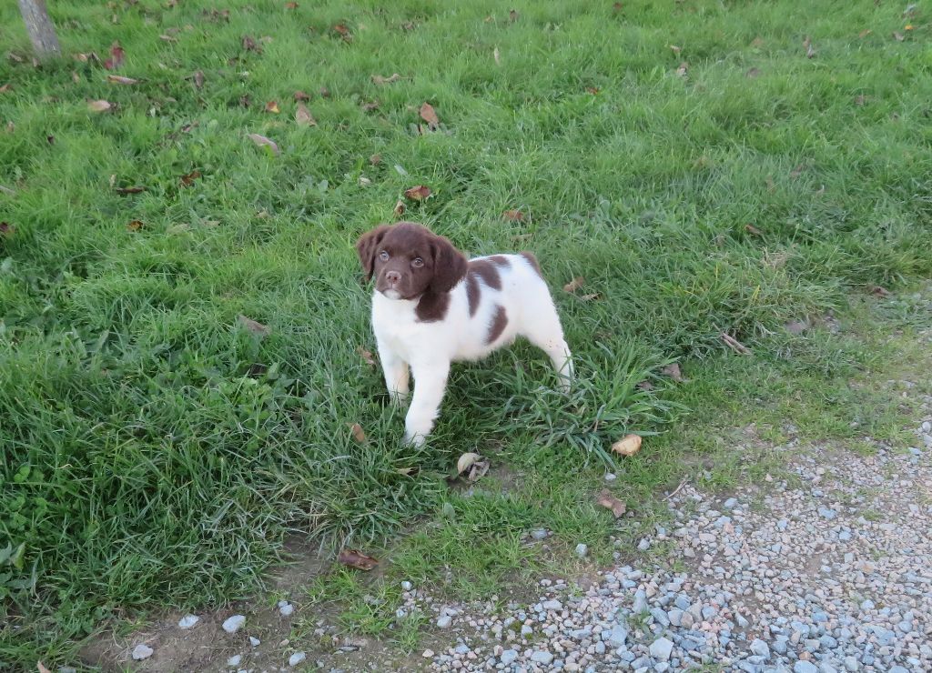 De la plaine marat - Chiot disponible  - Epagneul Breton