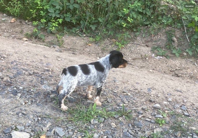 De la plaine marat - Chiot disponible  - Epagneul Breton