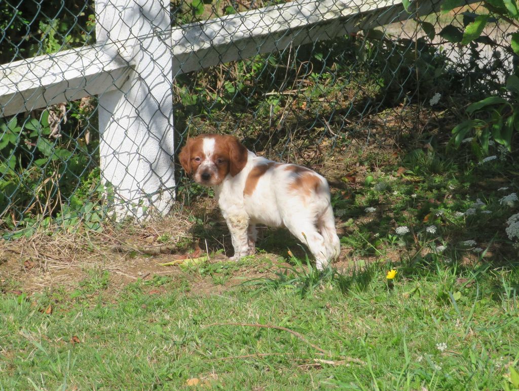 De la plaine marat - Chiot disponible  - Epagneul Breton