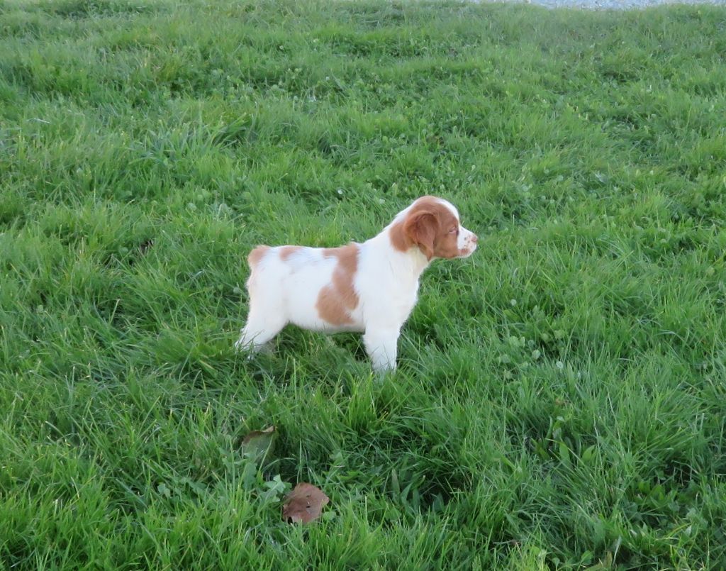 De la plaine marat - Chiot disponible  - Epagneul Breton