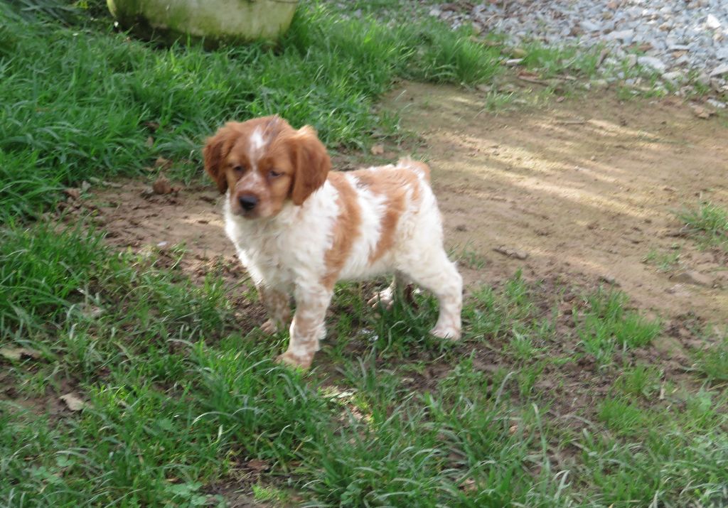 De la plaine marat - Chiot disponible  - Epagneul Breton