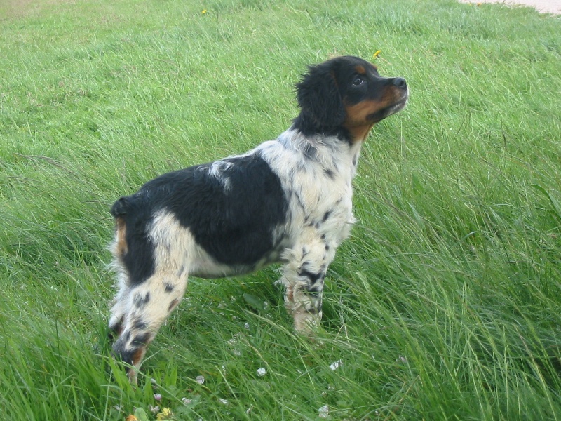 Hamande De la plaine marat
