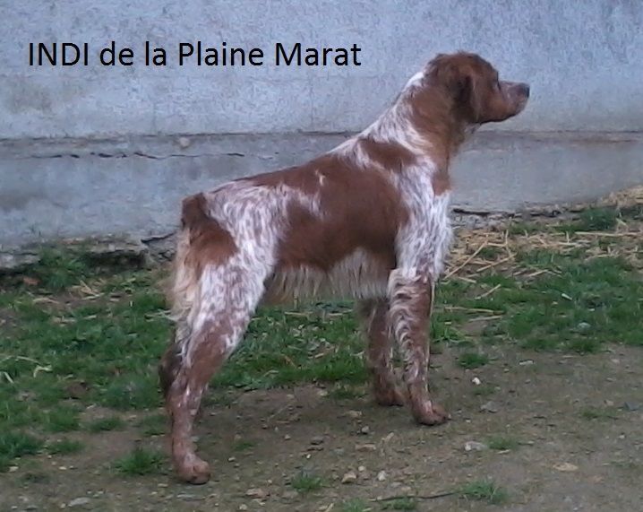 Indi De la plaine marat