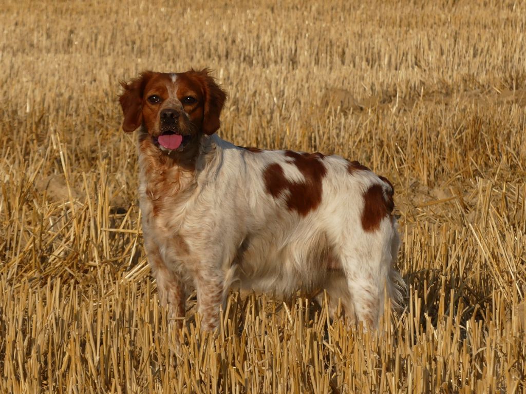 Noisette De la plaine marat