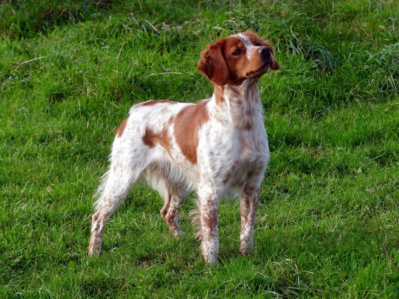 Niska De la plaine marat