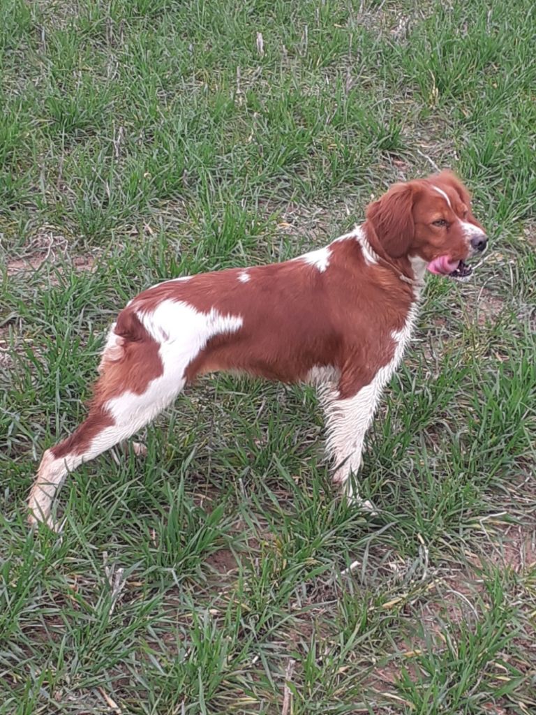 CH. Reglisse De la plaine marat