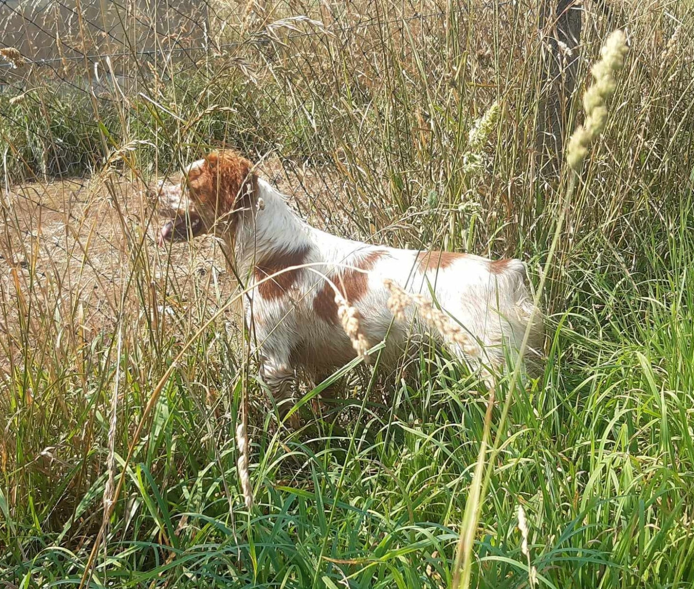 PUSS De sous les viviers