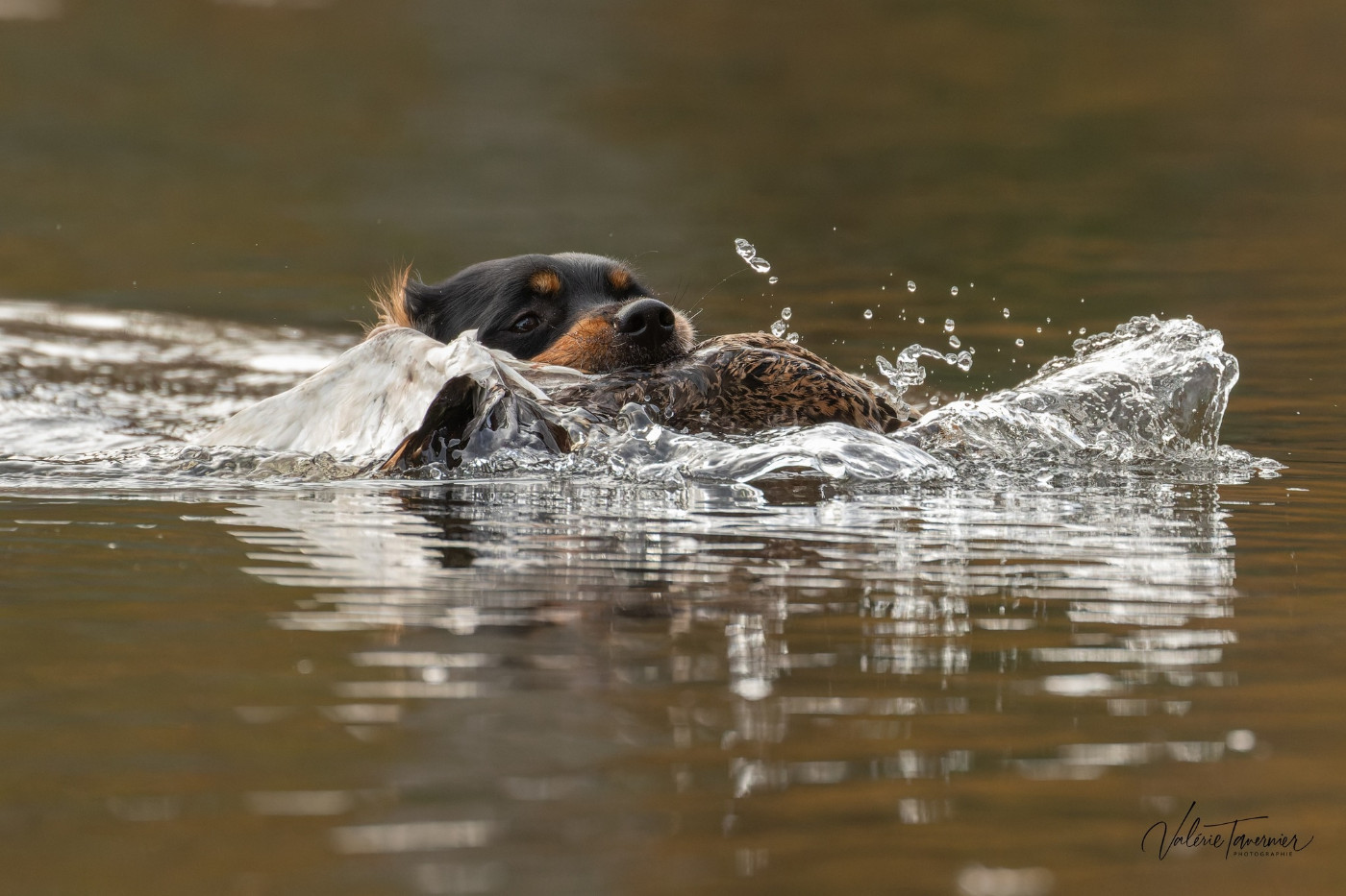 De la plaine marat - V'Tess de la Plaine Marat