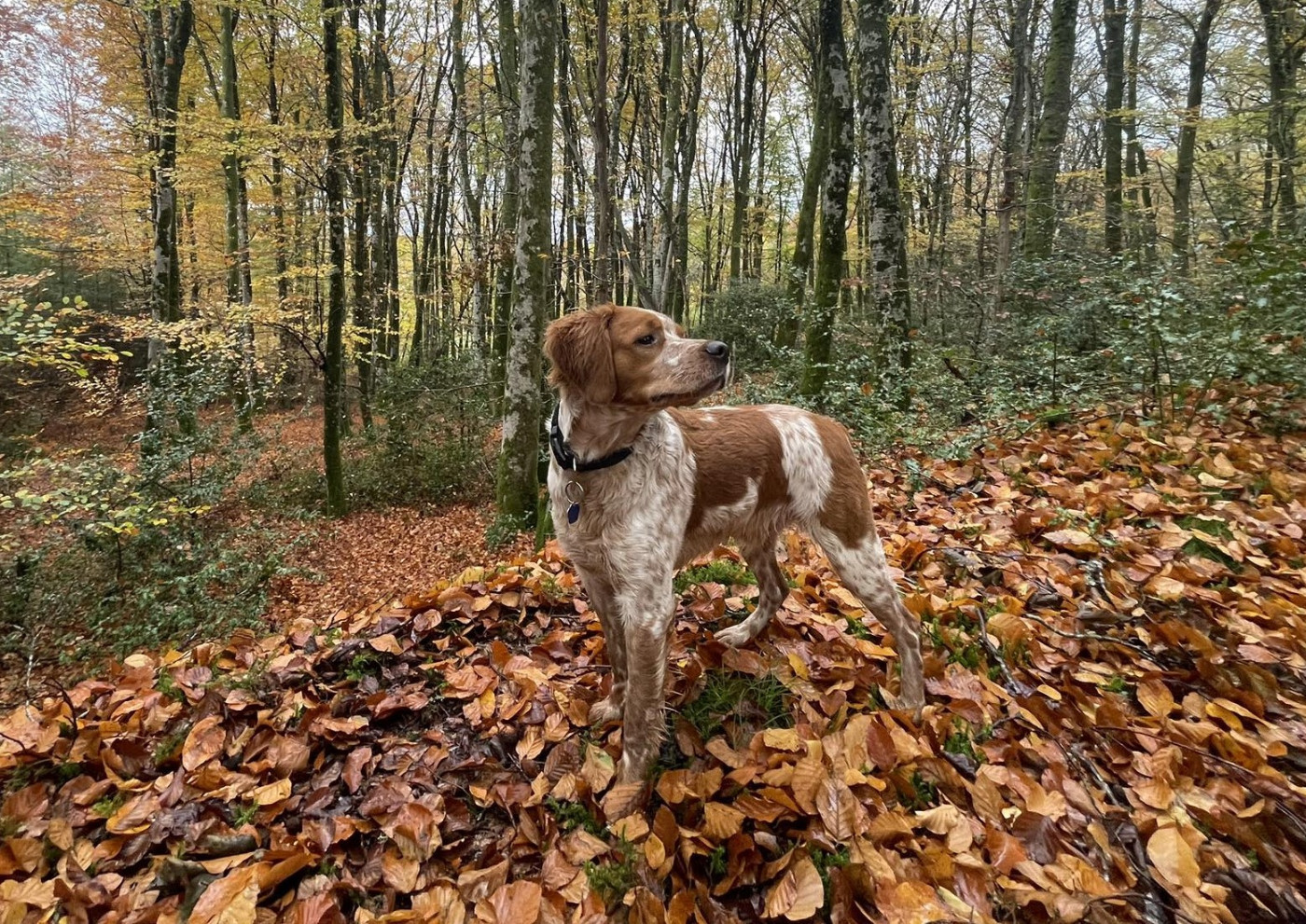 ADIBLUE De La Plaine Marat