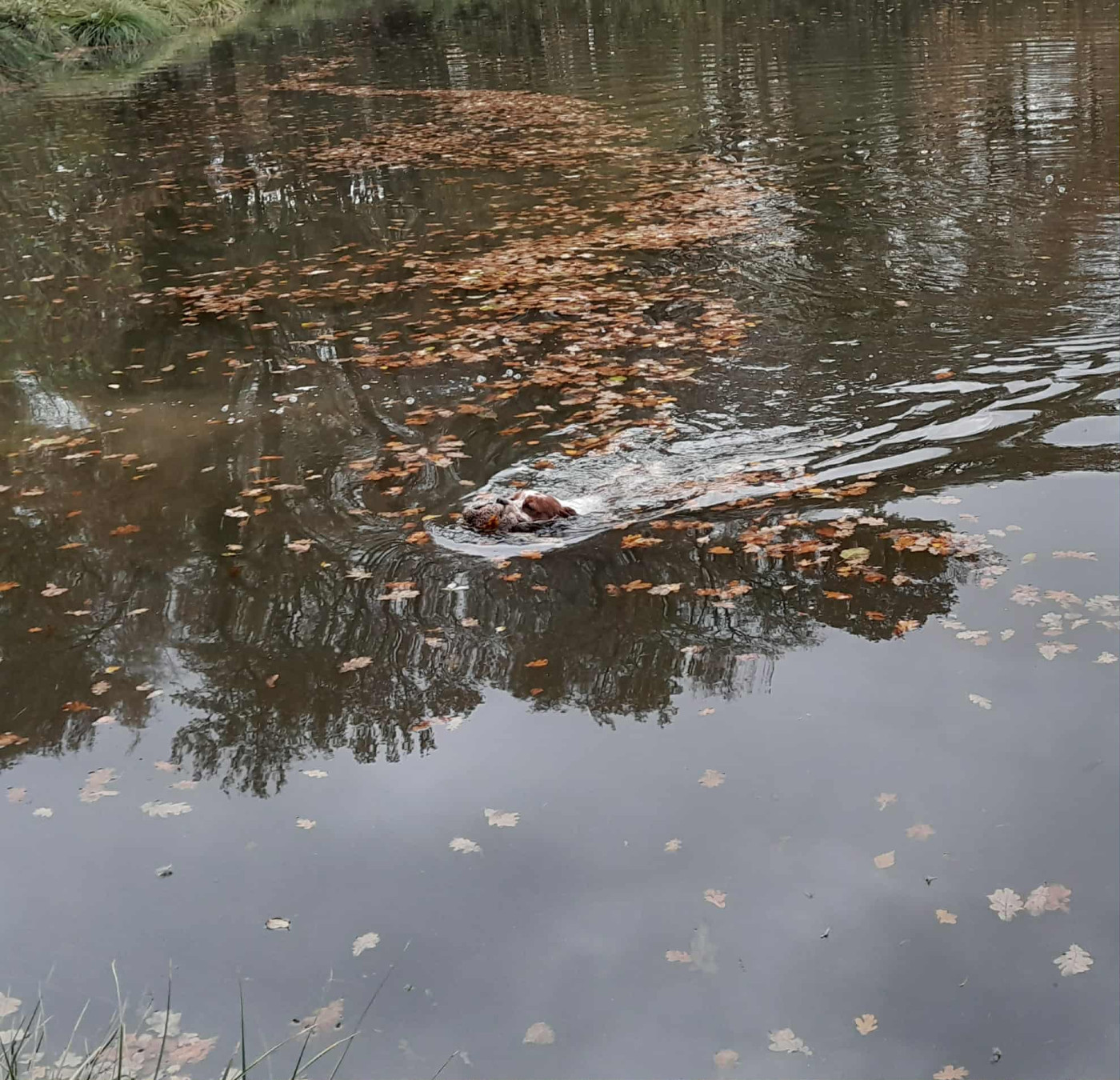 De la plaine marat - Tootsie de la Plaine Marat