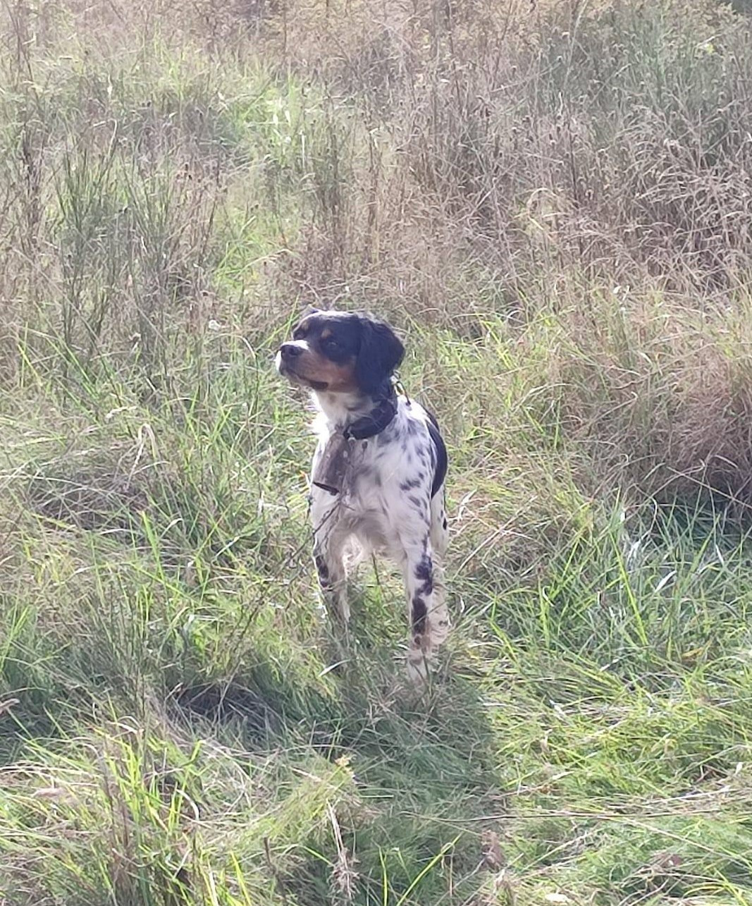 De la plaine marat - CH.Urok de la Plaine Marat obtient une RCACT