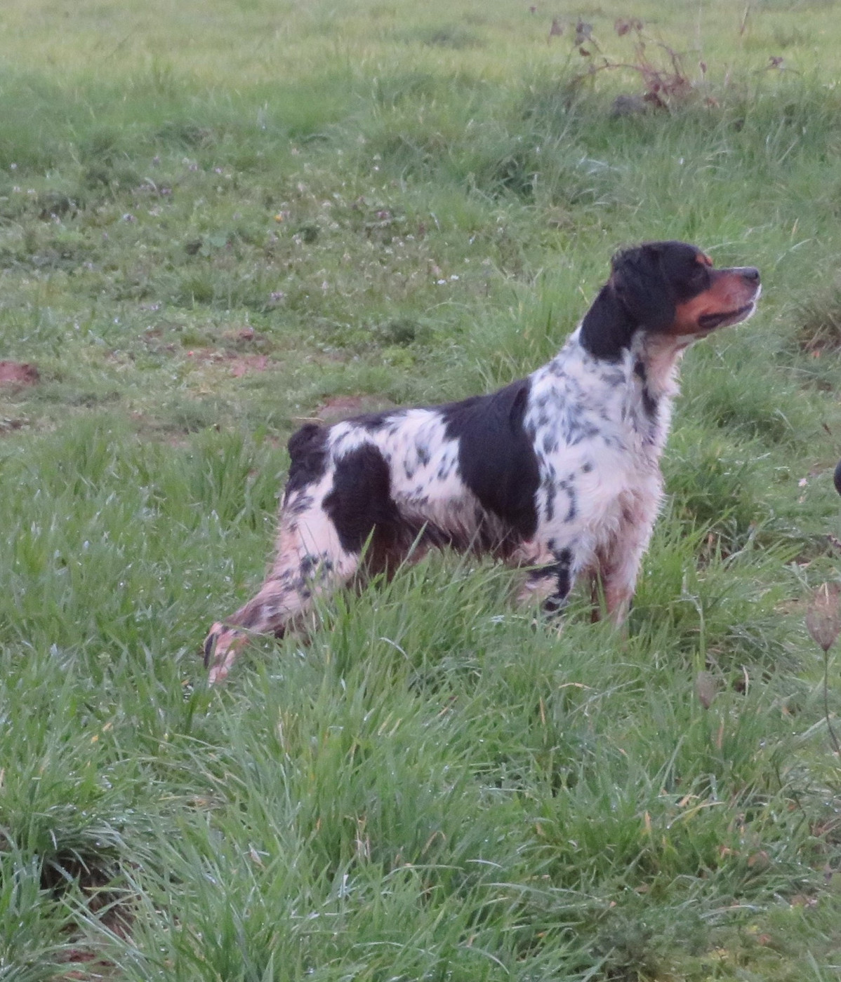 De la plaine marat - CH.Urok de la Plaine Marat obtient un CACT à Lancôme...