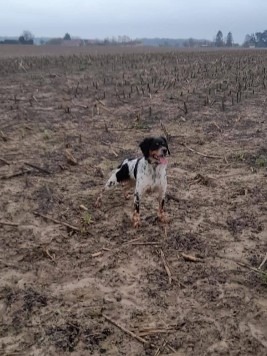 De la plaine marat - CH.Urok de la Plaine Marat obtient un 1°EXC...