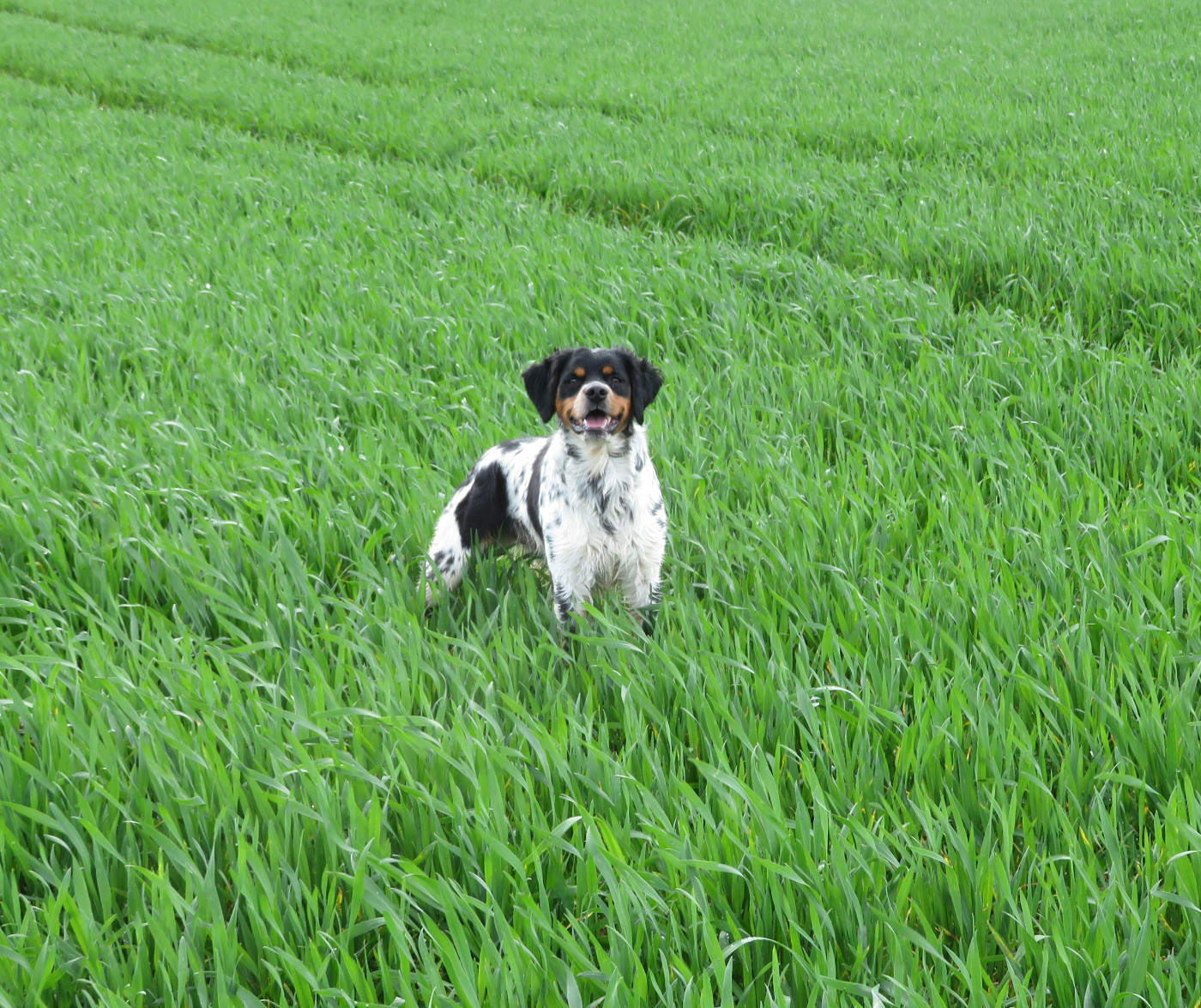 De la plaine marat - CH.Urok de la Plaine Marat obtient un CACT à Busloup en GN...