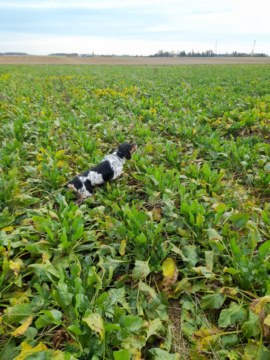De la plaine marat - Hier CH.UROK obtient un 3° EXC à St Germain Le Gaillard...