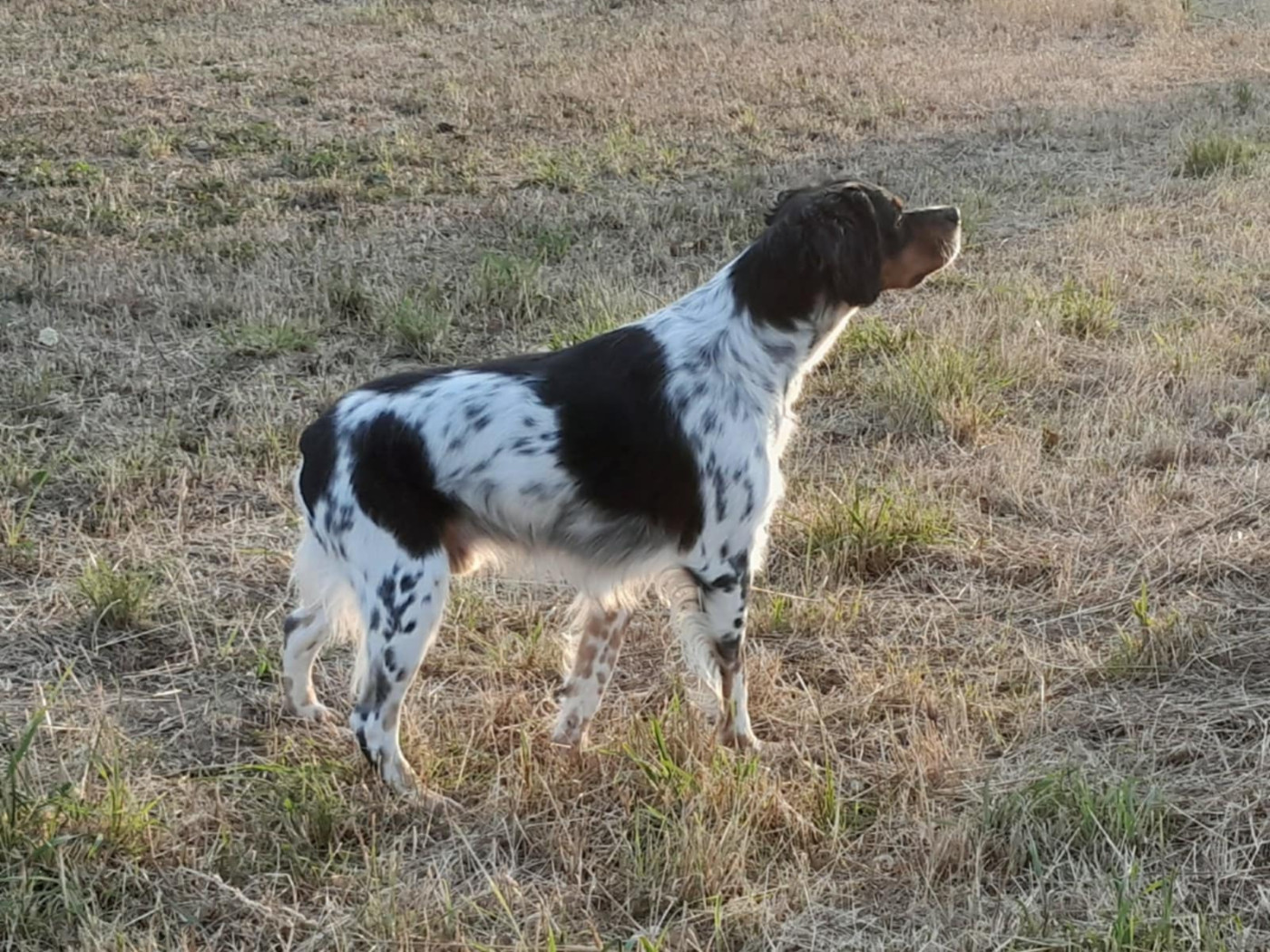De la plaine marat - CH.Urok de la Plaine Marat obtient une RCACT à St Germain le Gaillard...