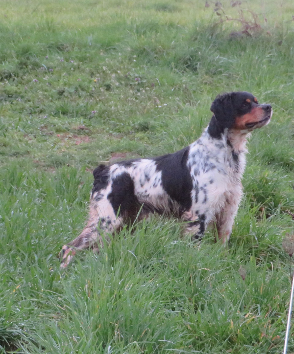 De la plaine marat - Aujourd'hui, CH.Urok de la Plaine Marat obtient un CACT à Magny...