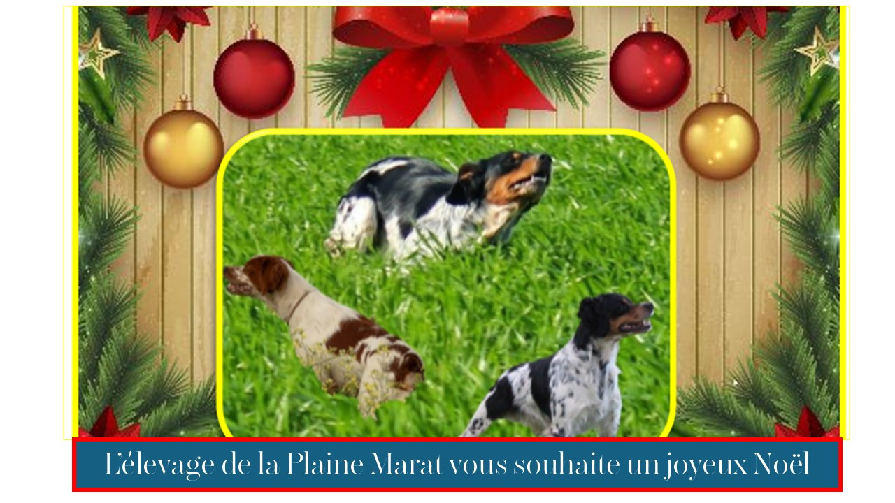 De la plaine marat - L'Elevage de la Plaine Marat vous souhaite un Joyeux Noël