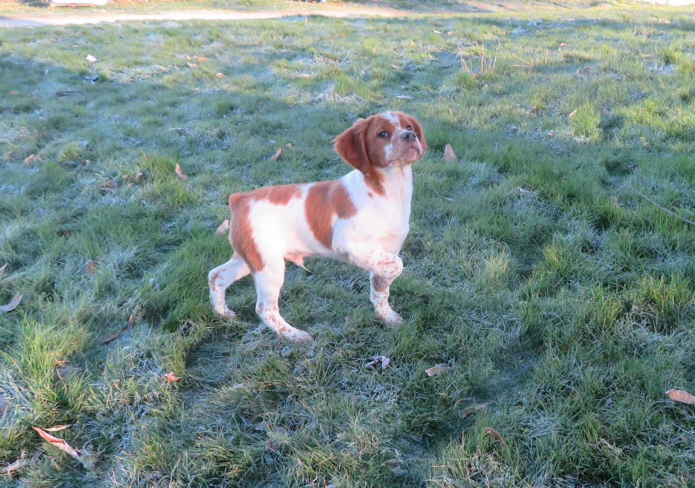 Auréo de la Plaine Marat