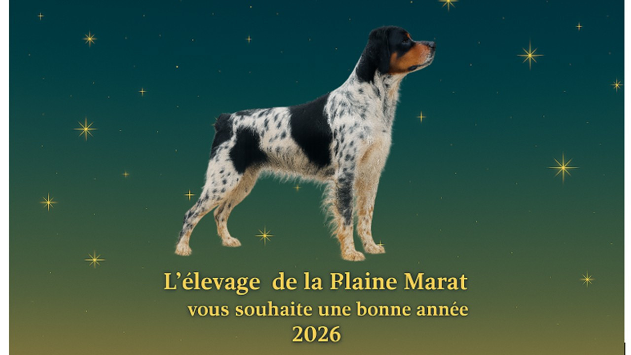 De la plaine marat - L'Elevage de la Plaine Marat vous souhaite une bonne et heureuse année 2026
