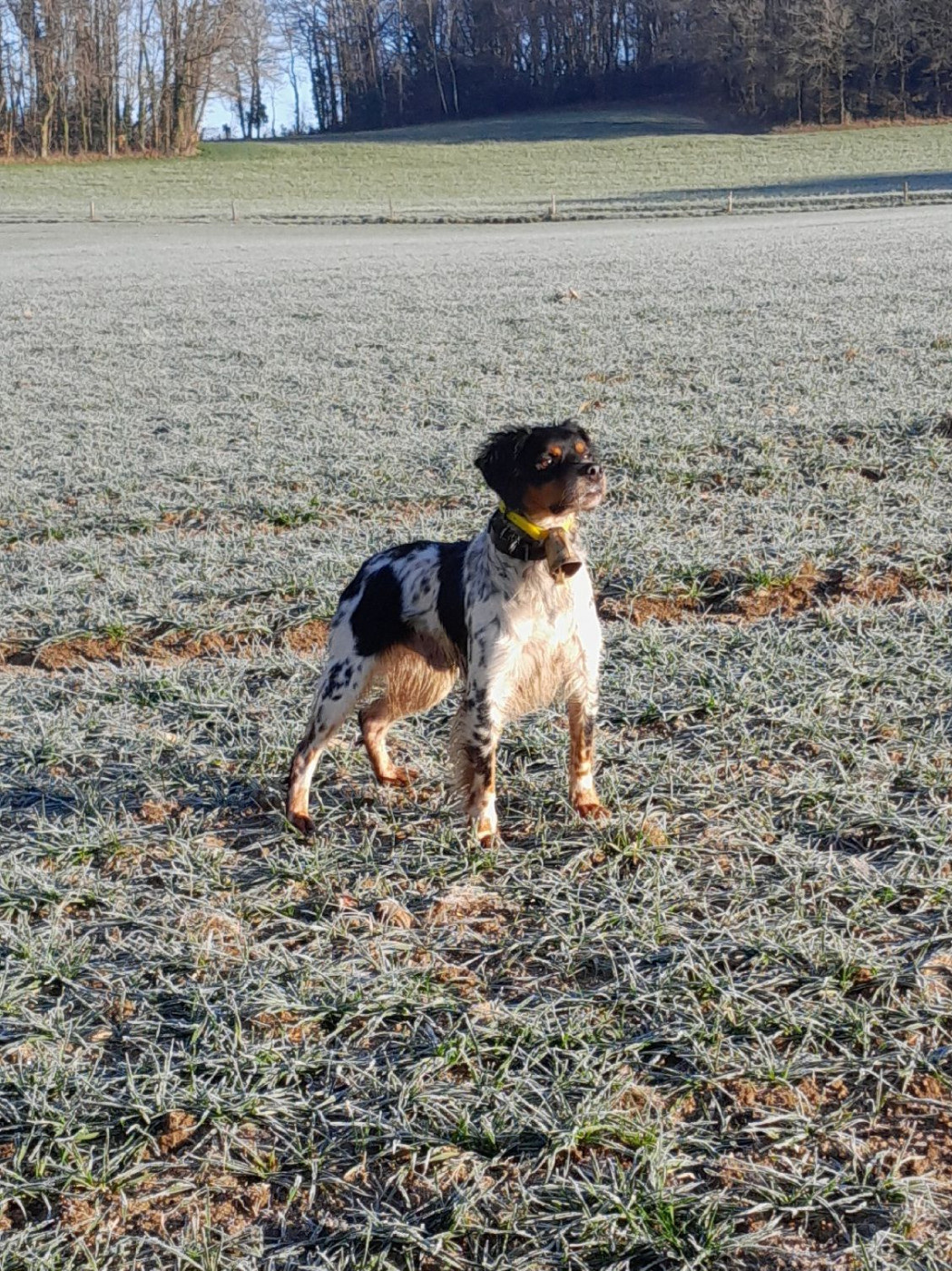 De la plaine marat - Après les fields, mode chasse pour CH.Urok de la Plaine Marat.