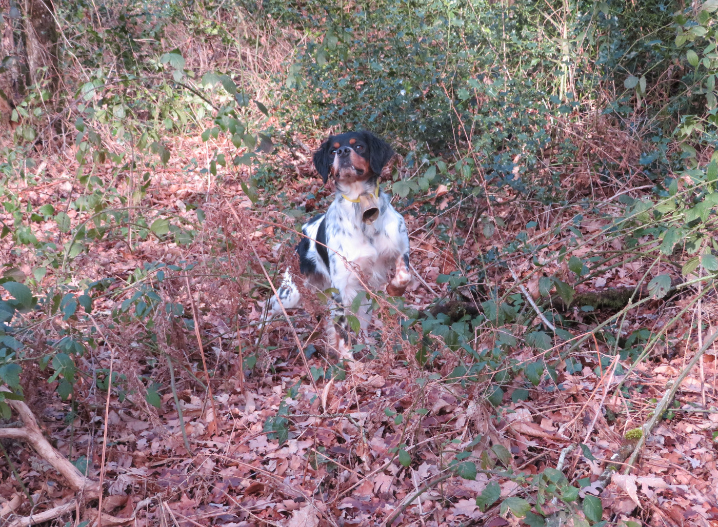 De la plaine marat - CH.Urok de la Plaine Marat