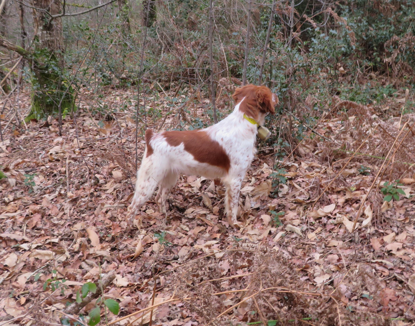 Valma de la Plaine Marat