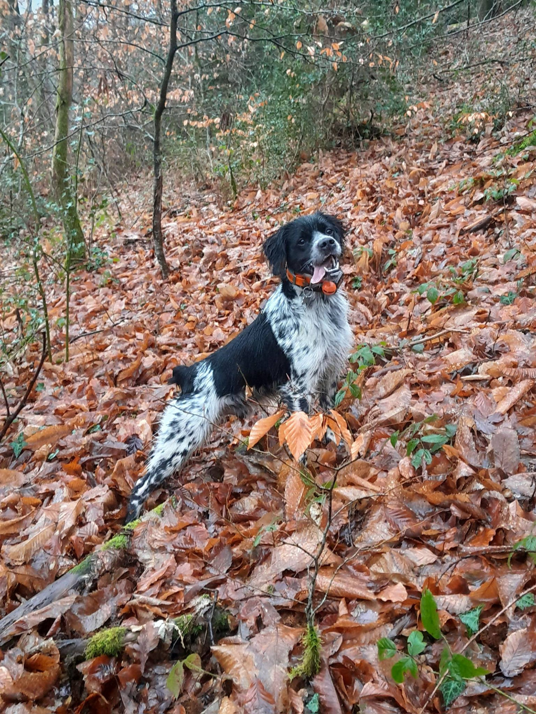 De la plaine marat - Vasco de la Plaine Marat