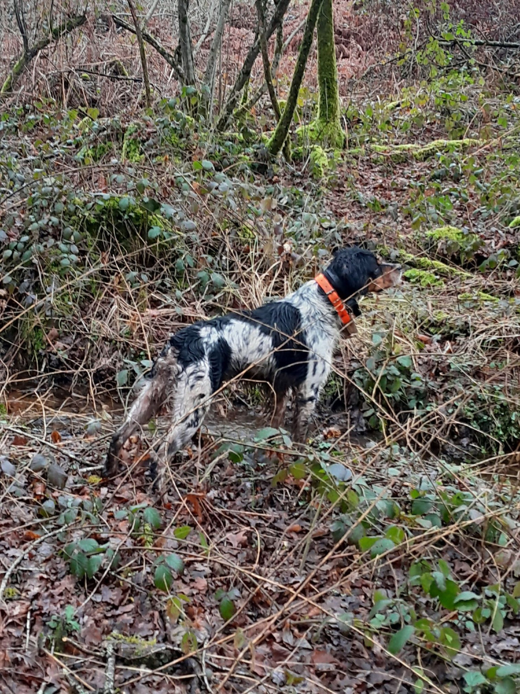 De la plaine marat - CH.Urok de la Plaine Marat