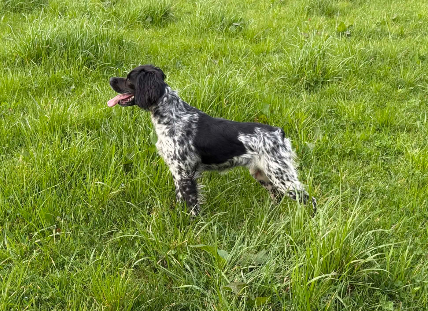 Vaïa de la Plaine Marat