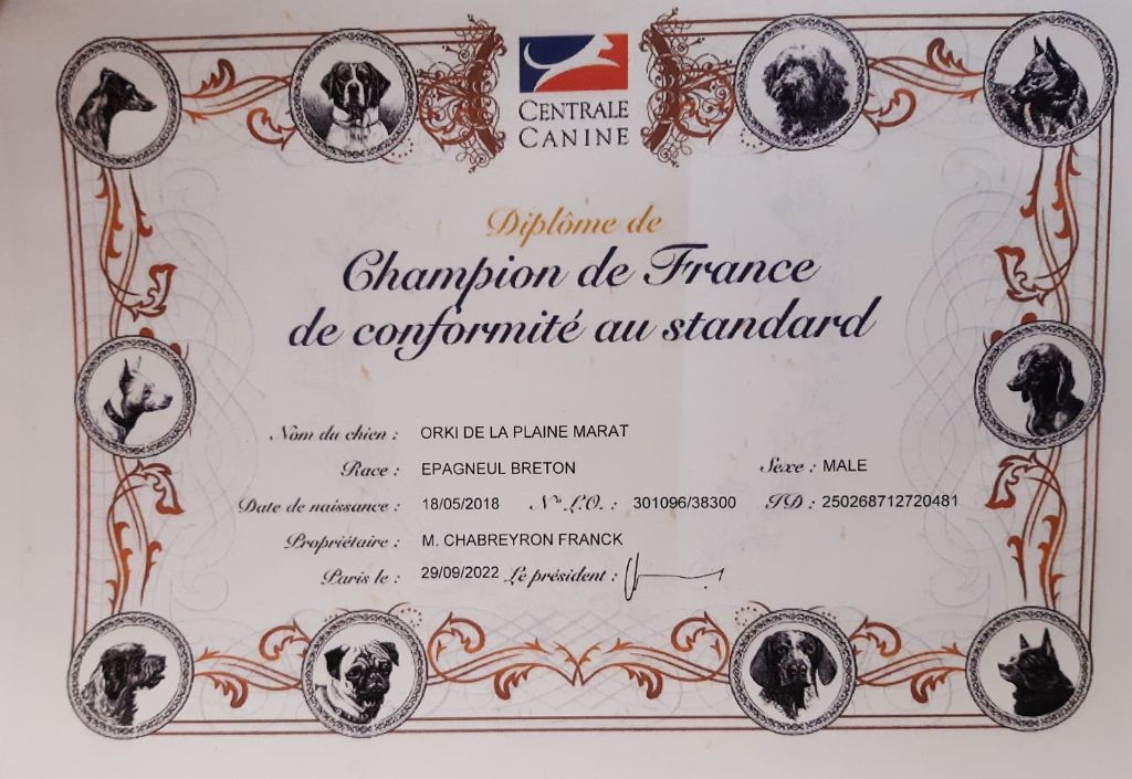 De la plaine marat - Homologation du Titre de Champion CS de Orki