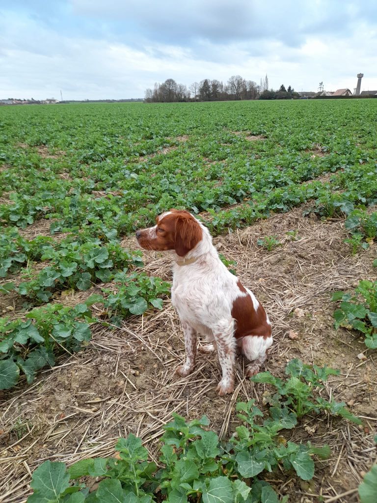 De la plaine marat - Rocky obtient un CACT pour son premier concours de printemps...