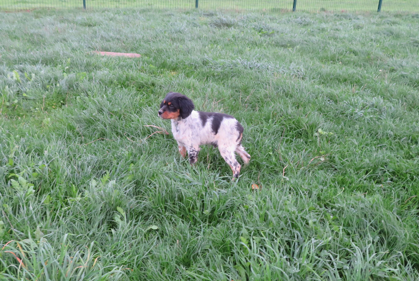 De la plaine marat - Chiots disponibles - Epagneul Breton