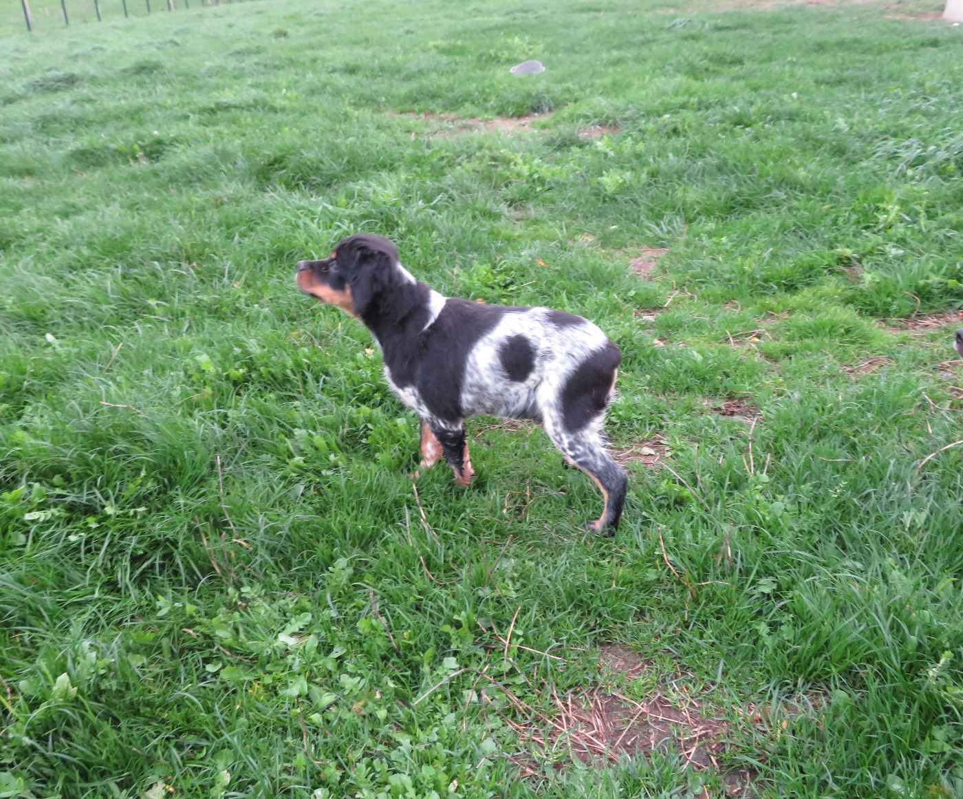 De la plaine marat - Chiots disponibles - Epagneul Breton