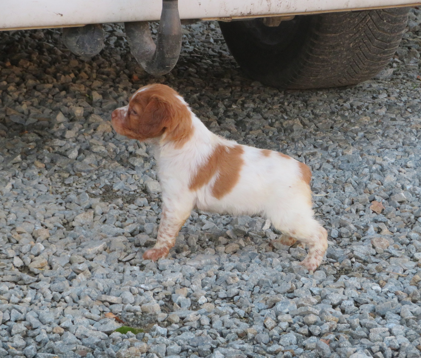 De la plaine marat - Chiots disponibles - Epagneul Breton