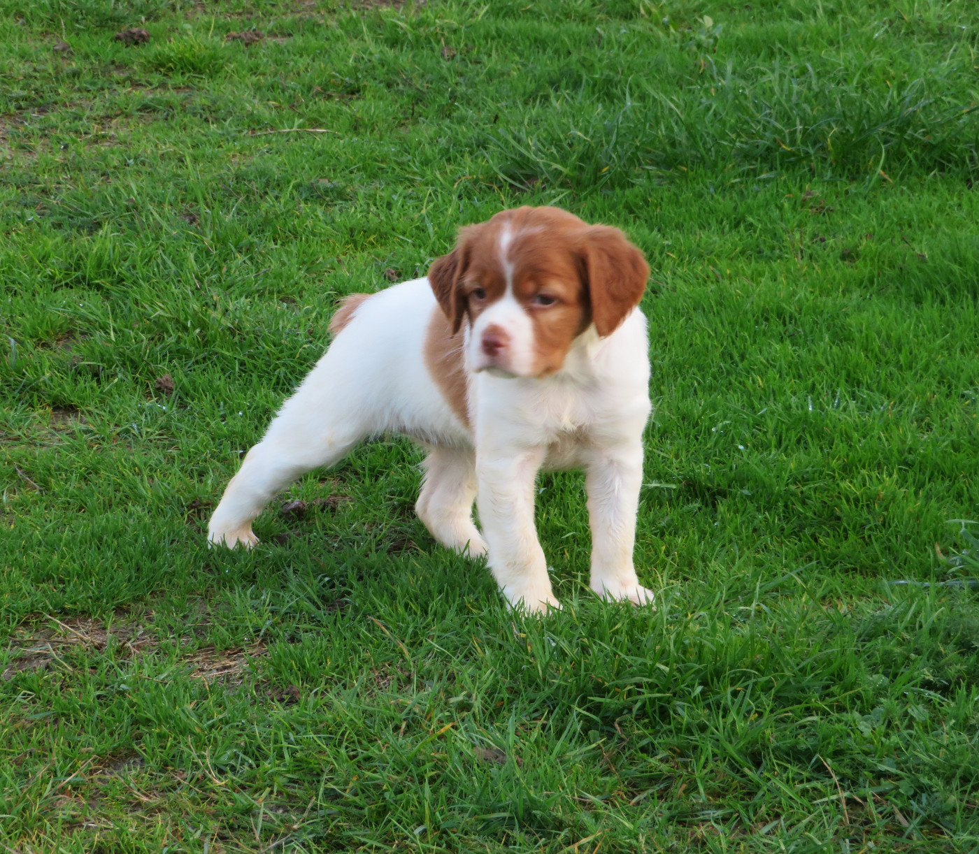 De la plaine marat - Chiots disponibles - Epagneul Breton