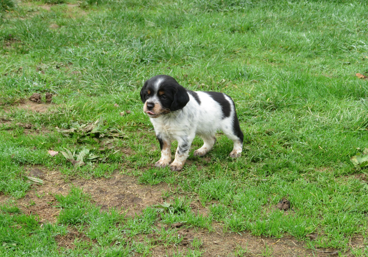 De la plaine marat - Chiots disponibles - Epagneul Breton