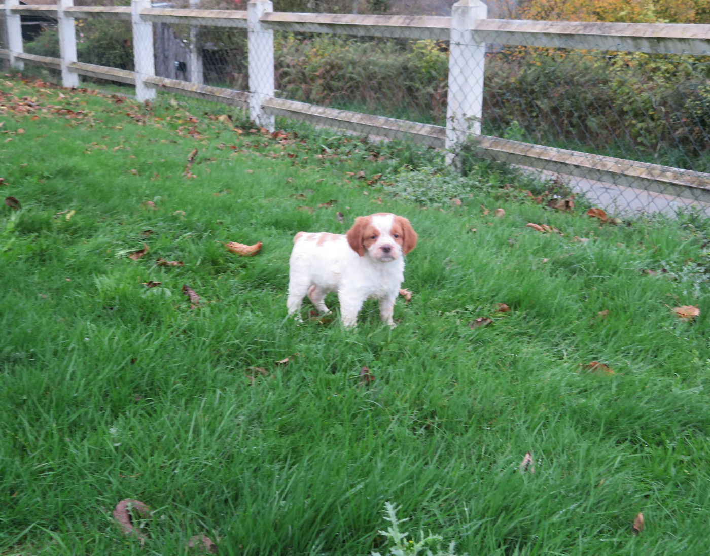 De la plaine marat - Chiots disponibles - Epagneul Breton