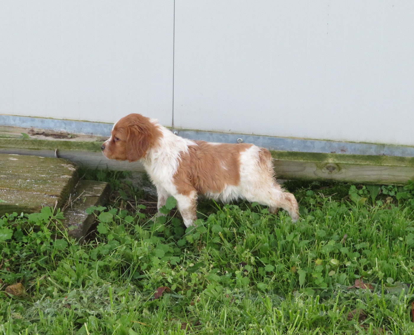 De la plaine marat - Chiots disponibles - Epagneul Breton