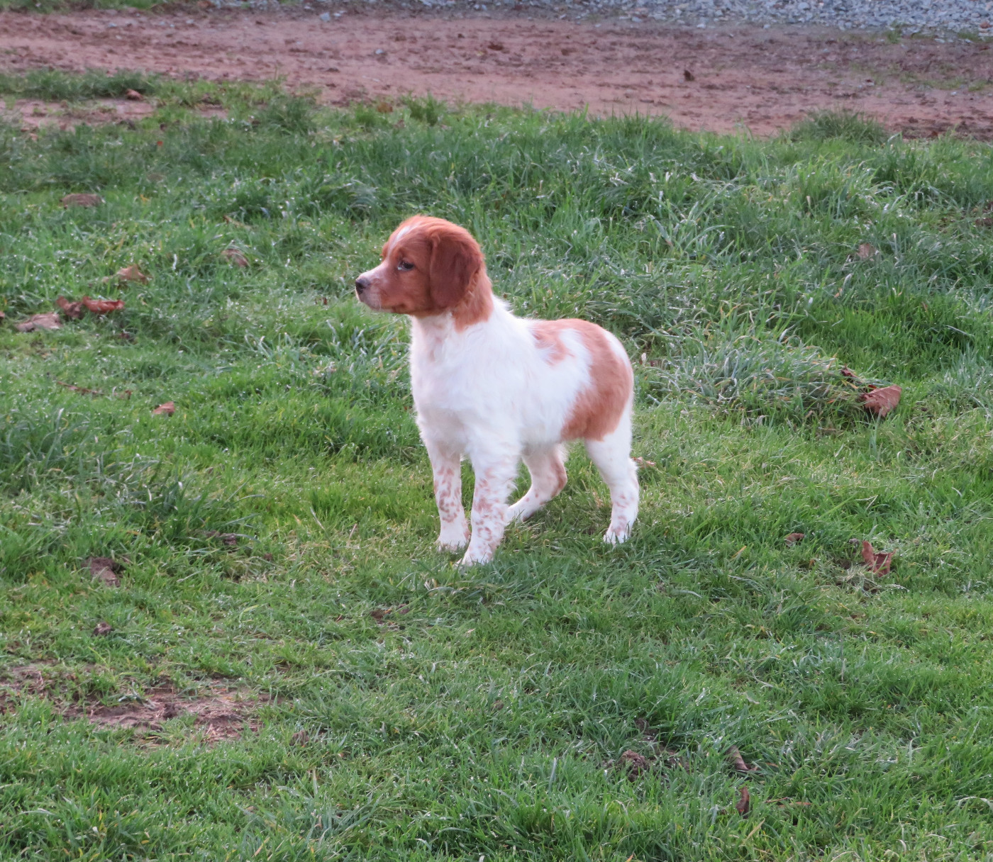 De la plaine marat - Chiots disponibles - Epagneul Breton